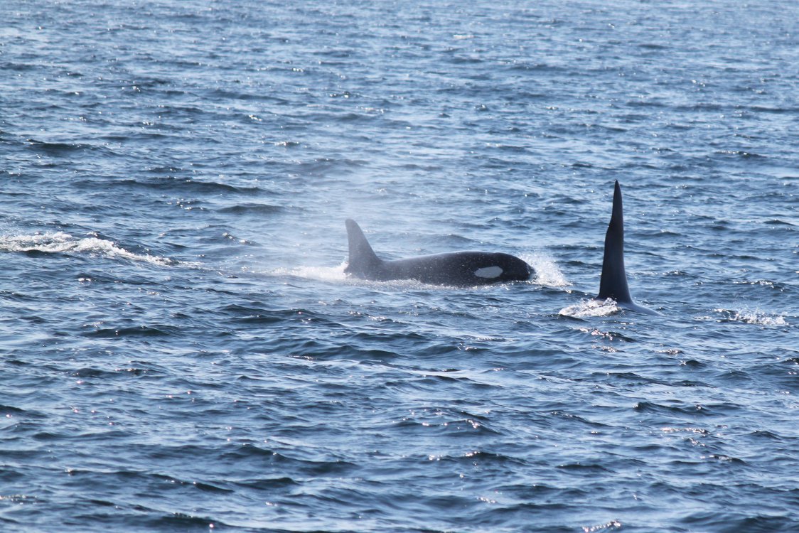 ScapaFlowDive's tweet image. #Orkney and #Shetland are officially the best places to see #Orcas come #scuba #diving @ scapa-flow.co.uk