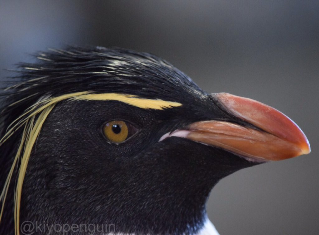 ロックホッパーペンギン