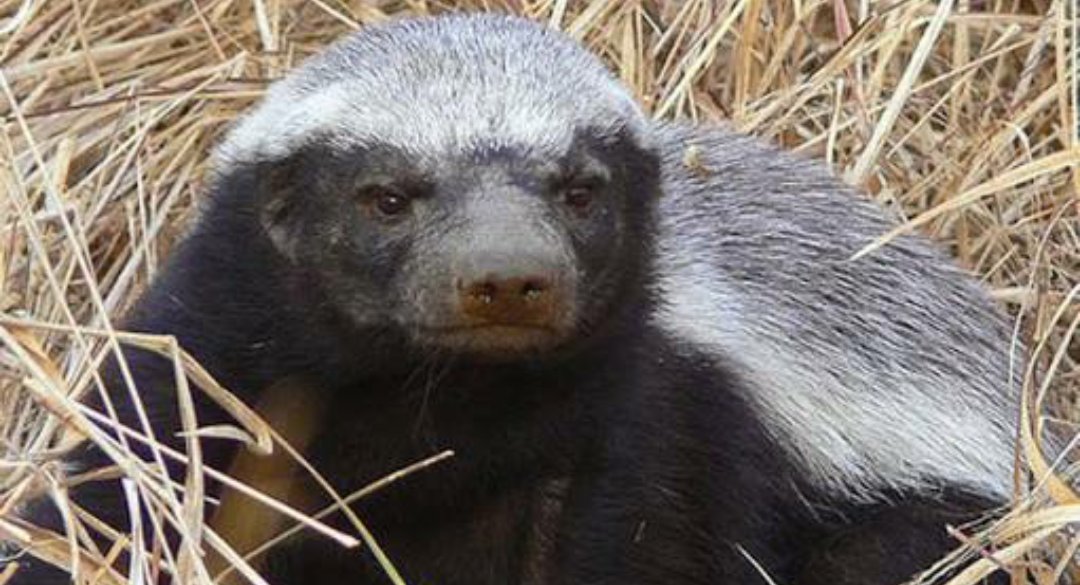 ライオンの牙も通さない 毒ガスを出す 世界最強の動物がちょっとカワイイ ツギクルもん Togetter