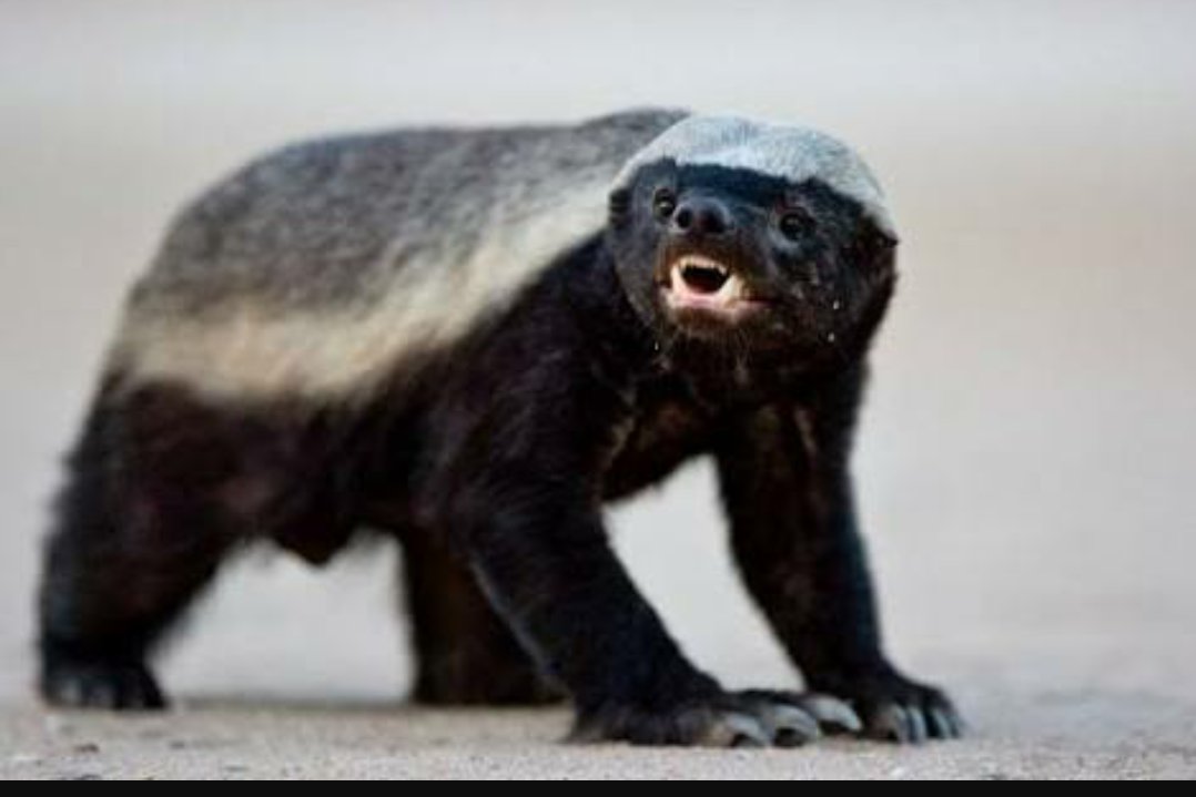 ライオンの牙も通さない 毒ガスを出す 世界最強の動物がちょっとカワイイ ツギクルもん Togetter