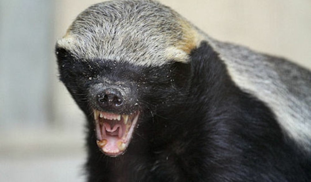 ライオンの牙も通さない 毒ガスを出す 世界最強の動物がちょっとカワイイ ツギクルもん Togetter