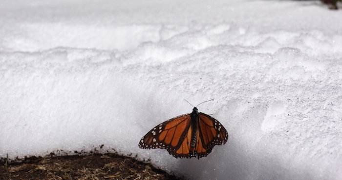 Nevadas acaban con 1.5 millones de mariposas monarcas en Michoacán - CdW07eQUkAA31tm