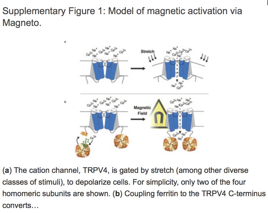 fanismissir's tweet image. More progress on #magnetogenetics this time with #ferritin contribution!
nature.com/neuro/journal/…