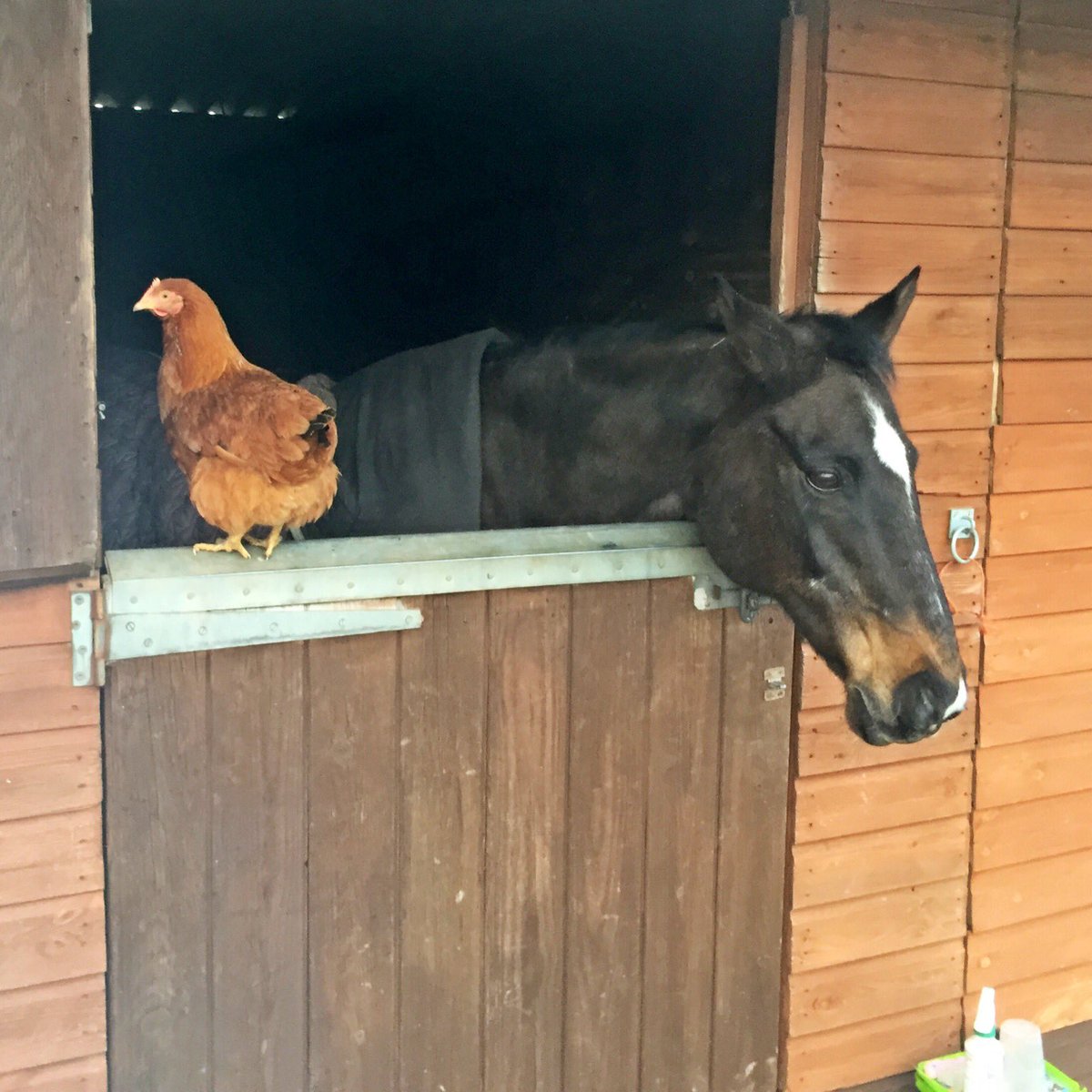 Our old girl Amy found herself a little companion this morning. #bestfriend #chicken #horses #mothersmeeting haha