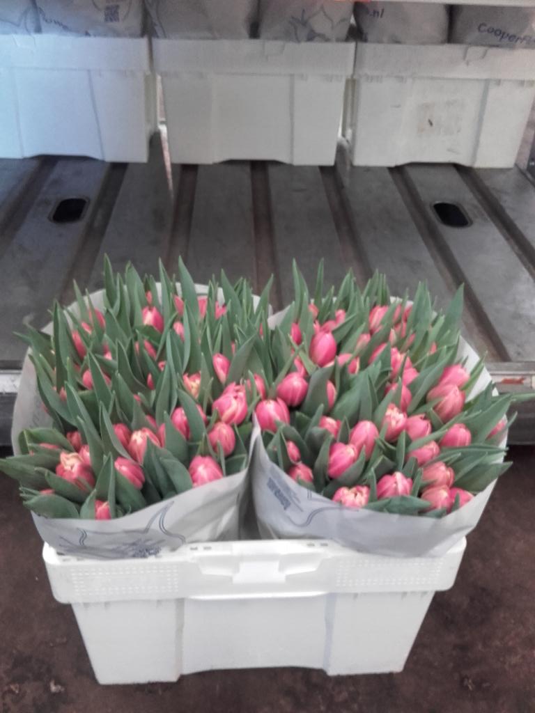 DirkKoper's tweet image. Columbus een genot om mee te werken toptulp by cooperflowers