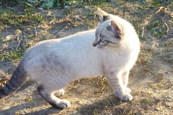 Petalerte's tweet photo. @petalerte Chat perdu : Perdu mon chat MICHIGAN le 08/03 à Cavaillon 84300
https://t.co/vHMVLBeOfE https://t.co/mUzmaVlekw