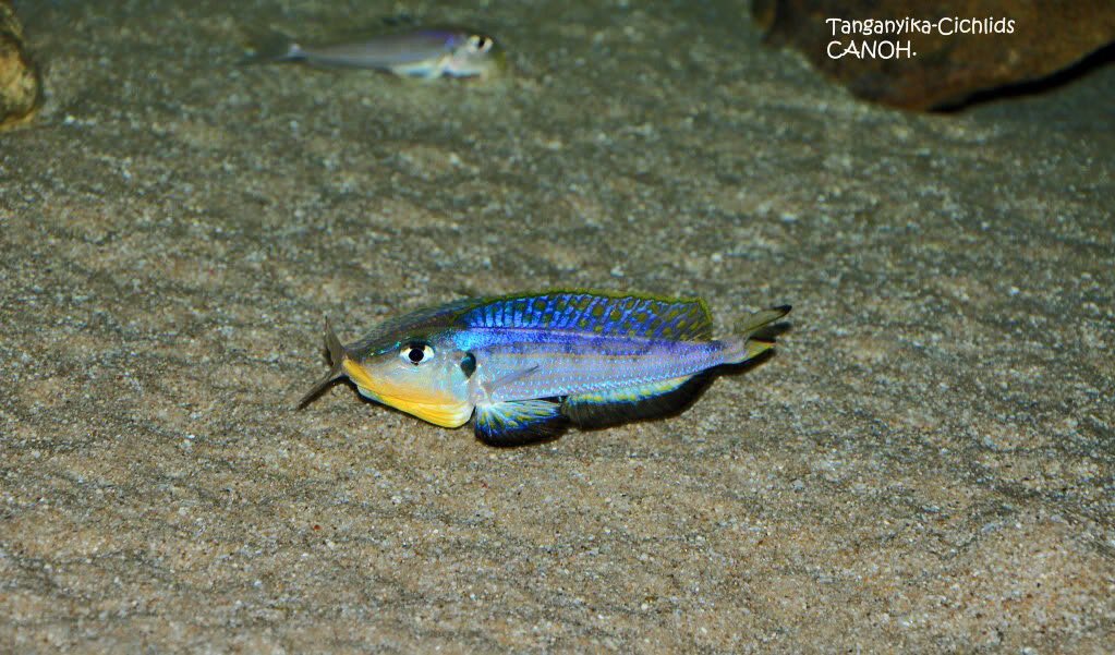Cichlids51's tweet photo. https://t.co/lRpcxKIy0D