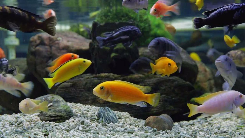 Cichlids51's tweet photo. https://t.co/0edHVeVyBC