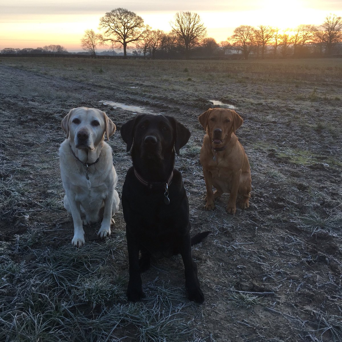 Lushlabs's tweet photo. #dysondogs https://t.co/BBDvcUxoc5