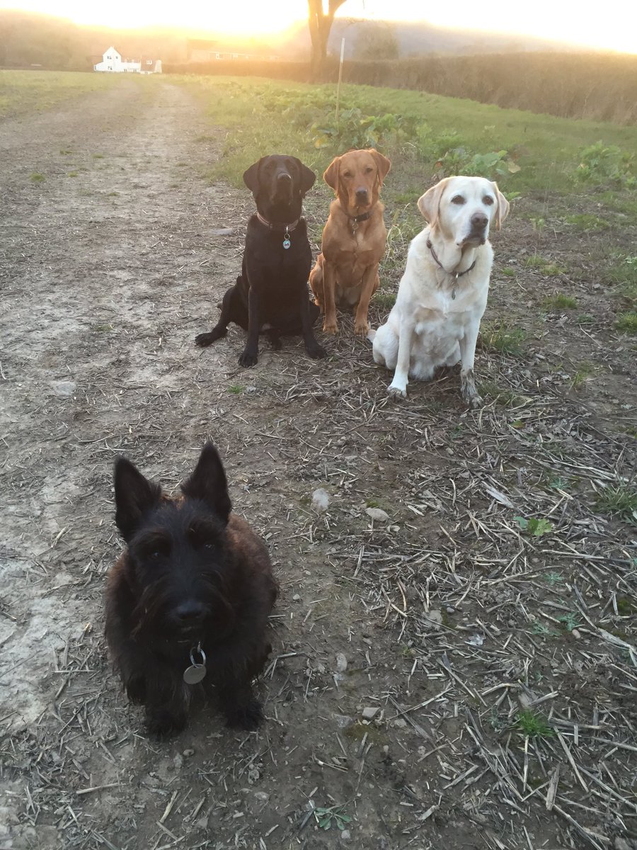 Lushlabs's tweet photo. #dysondogs https://t.co/BBDvcUxoc5