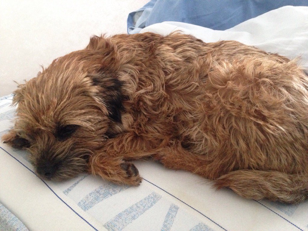 laneywalkden's tweet photo. I'm not really allowed on the bed but while I'm here... https://t.co/0N3xZwB5a6