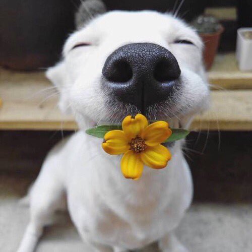 dogs with flowers dogs with flowers dogswflowers dogs with flowers dogs with flowers dogswflowers