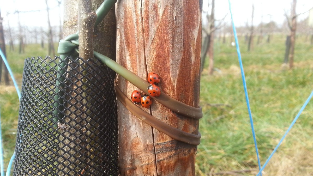 DavidsOrchard's tweet photo. Beautiful spring day in the #apple #orchard - time for the #ladybirds to wake up from their hibernation. https://t.co/t4ahX1TapM