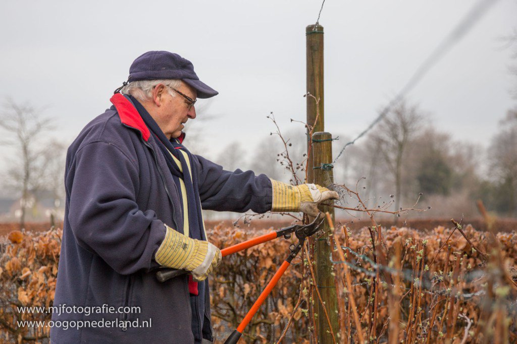 Frambozen snoeien bij Velt oogopgemertbakel.nl/2016/03/12/fra…
