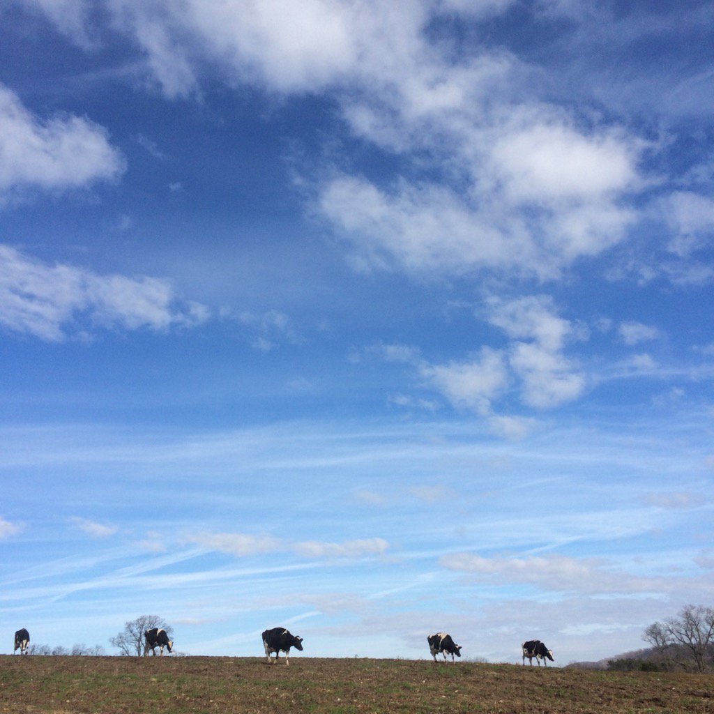 Farmerbright's tweet image. Cows and clouds. #7DaysofNature For Day 4 I nominate @julietomascik