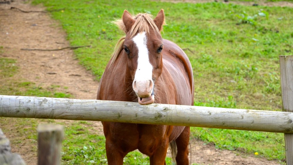 New__Solutions's tweet photo. Dorset Heavy Horse Farm Park https://t.co/Omy96CDxSO https://t.co/0gPOPu59r2