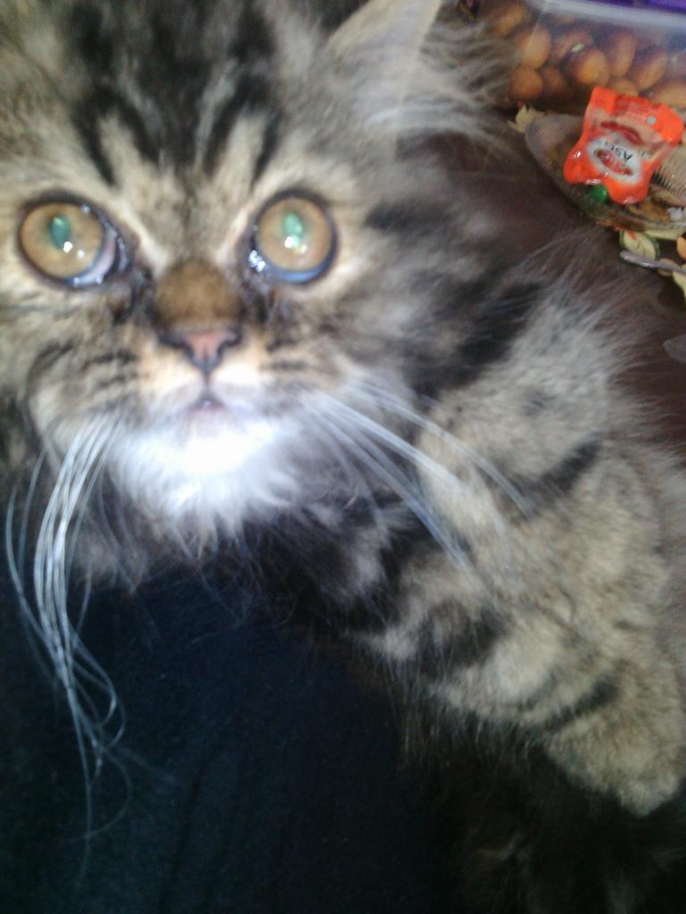 Jhon 🐱🐱🐱🐱