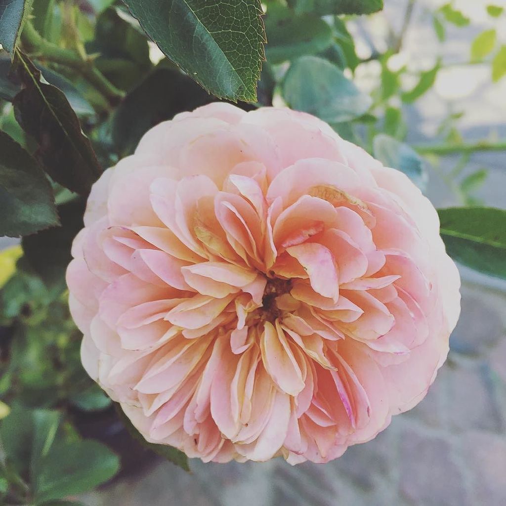 AmusingMeow's tweet image. Pooh bear rose the latest addition to the rose garden. #flowerlove #ludwigroses #pastelcol… ift.tt/1pm3gXZ