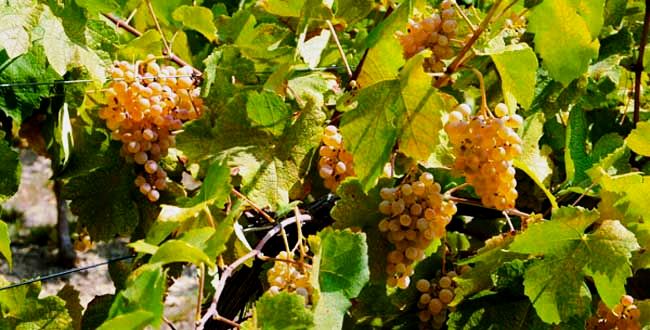 Albertosoria's tweet photo. #Vino - Viticultores franceses alarmados x el avance d plagas. 80.000 ha ya afectadas. @Le_Figaro https://t.co/Zsen1NqOex