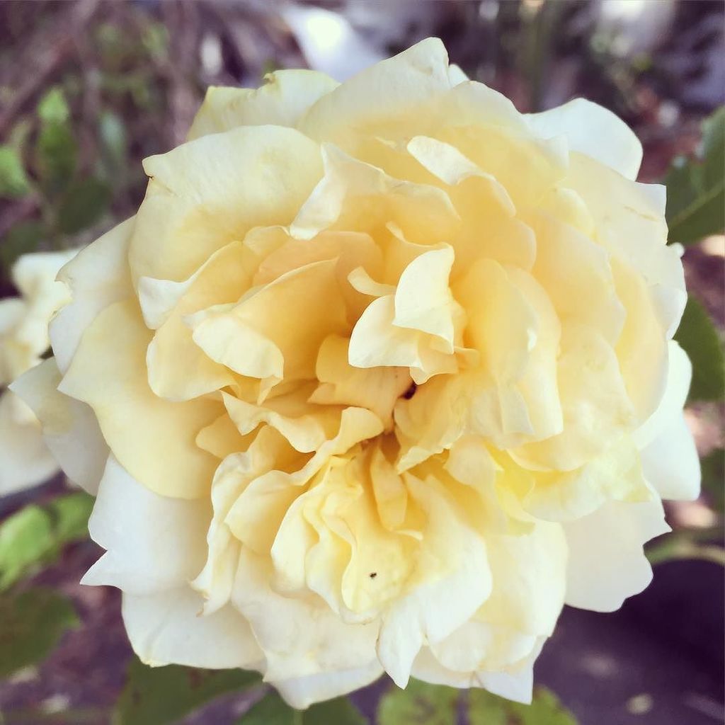 AmusingMeow's tweet image. Fragrant Casanova rose found a new home at meowville. #flowerlove #ludwigroses #rosegarden ift.tt/1nEOolB