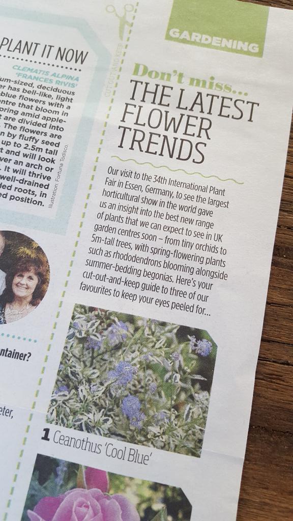 PlantippPeter's tweet photo. The new Ceanothus Cool Blue mentioned in the Sun newspaper. Thanks @valgardening @MartinHuisman00 @NeilAlcock https://t.co/VY6bKC3KKU