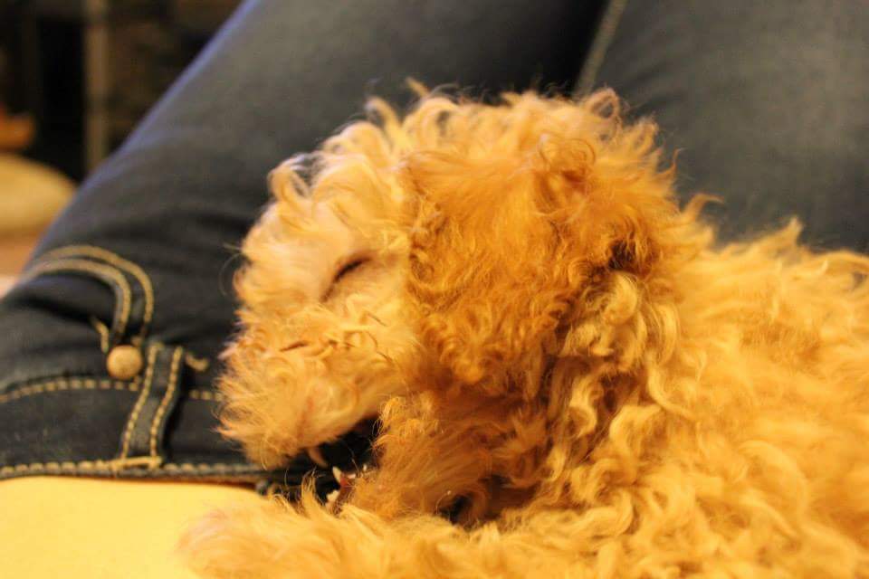 MoxyMaryGames's tweet photo. Jack as a baby 🐶 #maltipoo #dog #dogsoftwitter #puppy #cute #servicedog #medicalalertservicedog https://t.co/HkK89yZz78