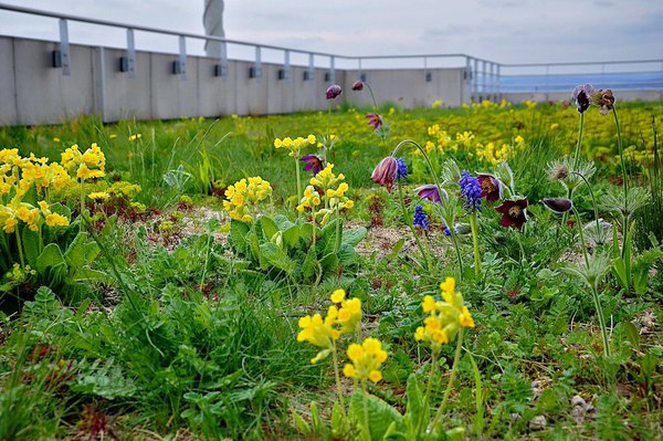 Optigrun's tweet image. Spring seasons greetings! - #greenroofs can not wait #almostspringtime