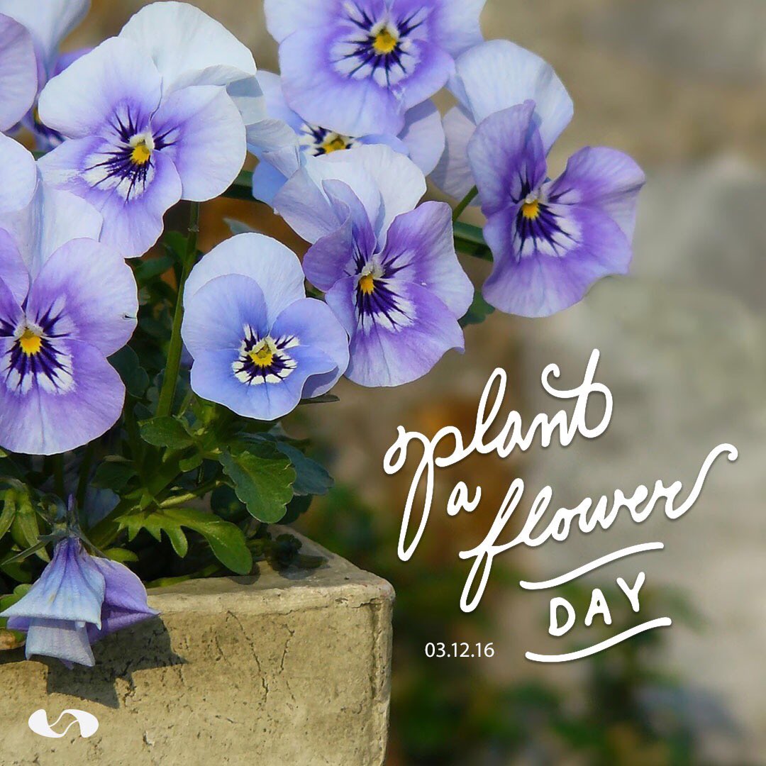 iamorange's tweet photo. Spring is in the air! Let's encourage it some more with #PlantAFlowerDay! 🌼 https://t.co/rLNS3ibXJa