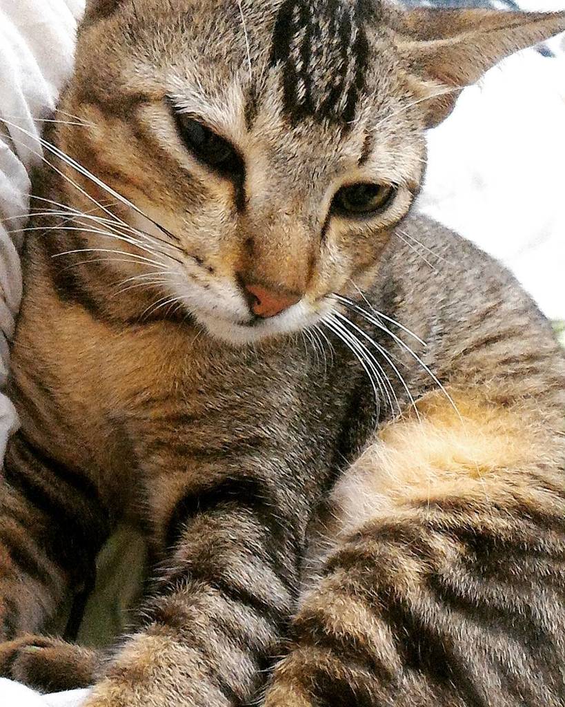 Chatchatcatcat's tweet photo. Ade kecapekan, abis digebukin kucing sekampung. 😵😵😵 Pulang pulang manja.

#AdeCat #cat #cats #cats_of_instagram #ca… https://t.co/ie0toR1lT9