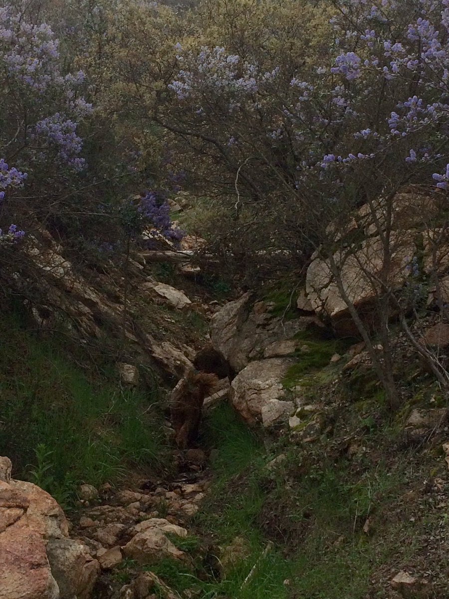 patjamie's tweet photo. @MyPeakChallenge Iron Mountain hiking #sandiegospring https://t.co/k67IumRVc6