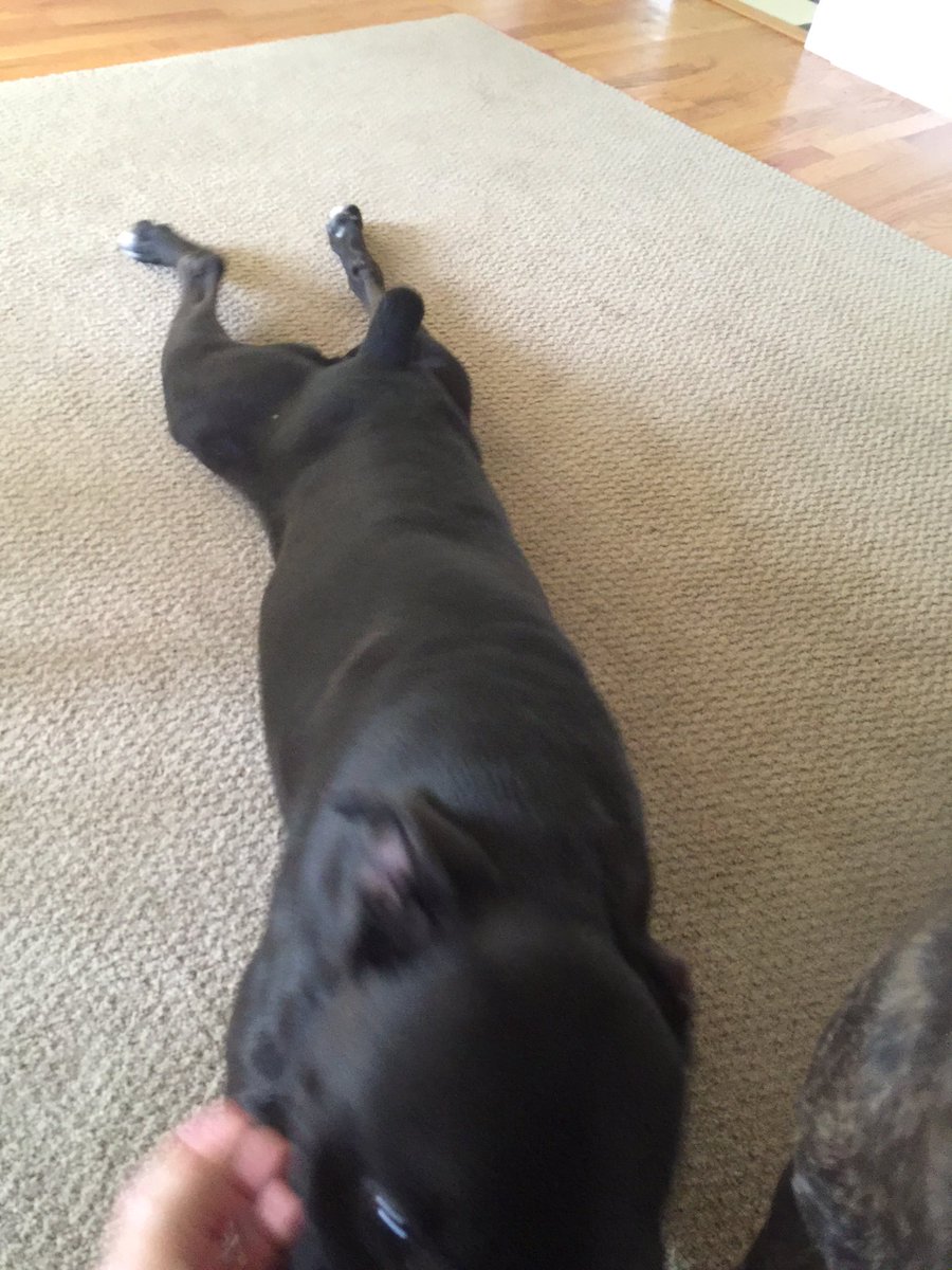 k9kayaks's tweet photo. @RepYourWoof 
Happy #FrogLegsFriday from Damon the #Boxador 🐾🐾 https://t.co/LiF7JT6dRd