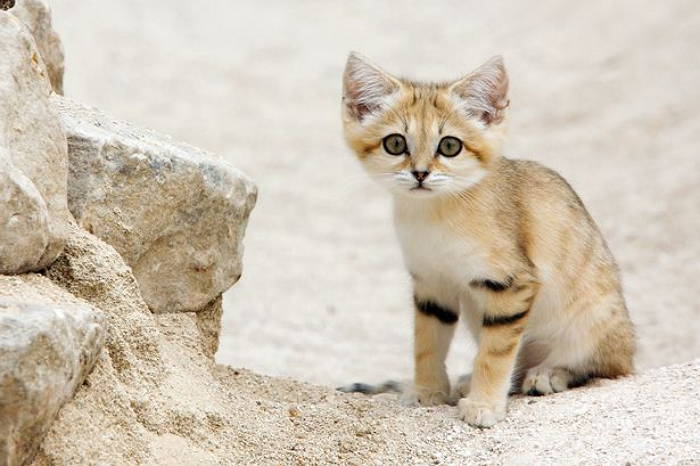 Кошка пустыни. Пустынный барханный кот. Белый барханный кот. Барханный кот котята. Животные пустыни барханный кот.