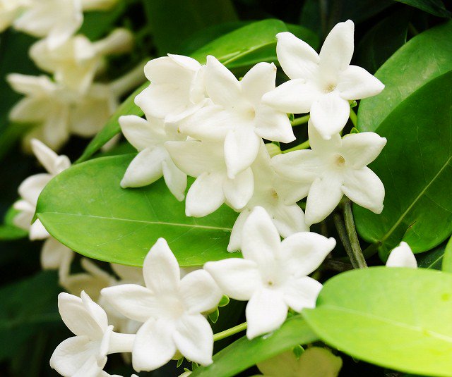 四季の草花bot V Twitter マダガスカルジャスミン キョウチクトウ ガガイモ 科低木 花期 ５ ９月 常緑 のつる性植物で 純白の芳香のある花は欧米では結婚式に使われる 屋内で冬越させ日当たりを好むが夏は半日陰で育てる 本来のジャスミンとは別種で有毒植物