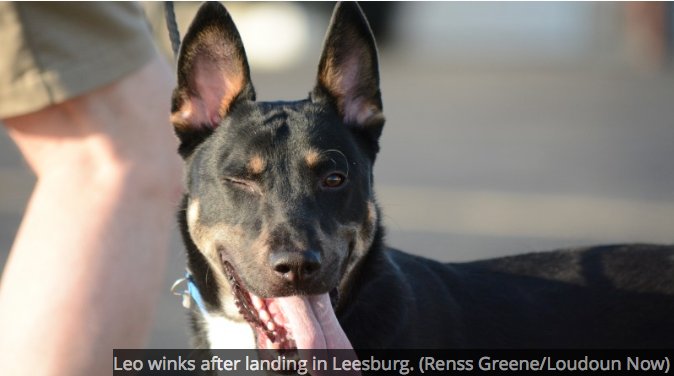 PilotsNPaws's tweet image. Leo Winks After His PNP Freedom Flight Landing
fb.me/7LEvI8iBi @LoisPope1 #subarulovespets #petmate @KAAC