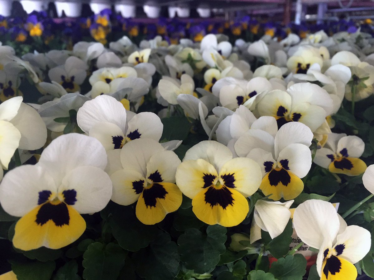 BellNursery's tweet photo. Always happy to share some shots from our docks! These bright beauties are on their way to you via #HomeDepot! https://t.co/2Y4WiPVfuM
