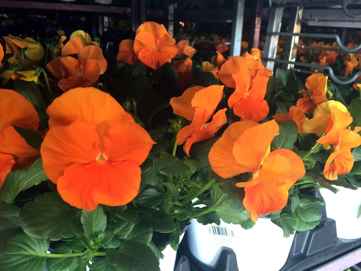 BellNursery's tweet photo. Always happy to share some shots from our docks! These bright beauties are on their way to you via #HomeDepot! https://t.co/2Y4WiPVfuM