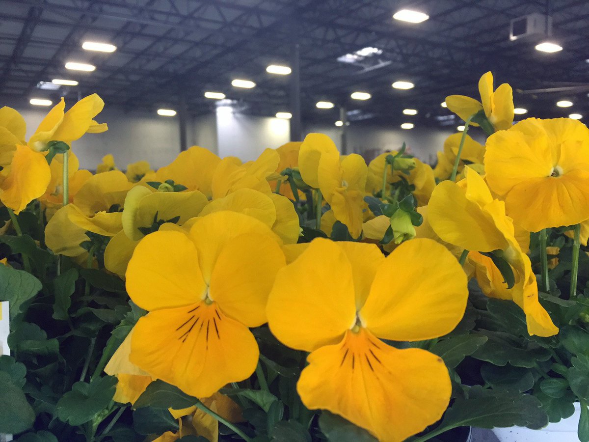 BellNursery's tweet photo. Always happy to share some shots from our docks! These bright beauties are on their way to you via #HomeDepot! https://t.co/2Y4WiPVfuM