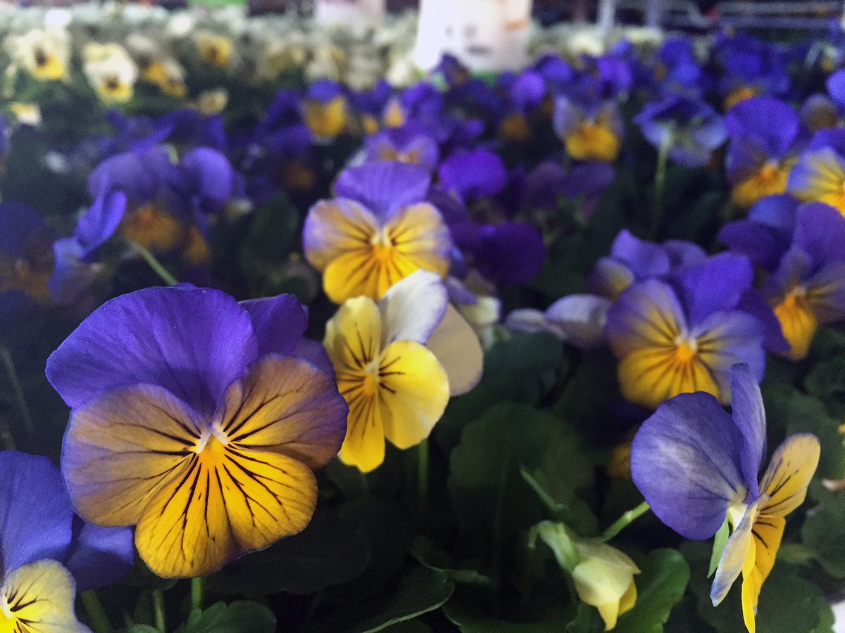 BellNursery's tweet photo. Always happy to share some shots from our docks! These bright beauties are on their way to you via #HomeDepot! https://t.co/2Y4WiPVfuM