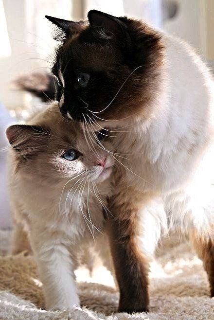 MartinezJuana__'s tweet photo. 😺💜The marvelous elegance of cats... https://t.co/8kR4DMkNtv