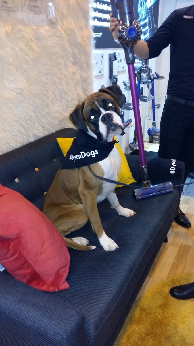 Mellhawkboxers's tweet photo. #dysondogs https://t.co/WAP3rd8GYx