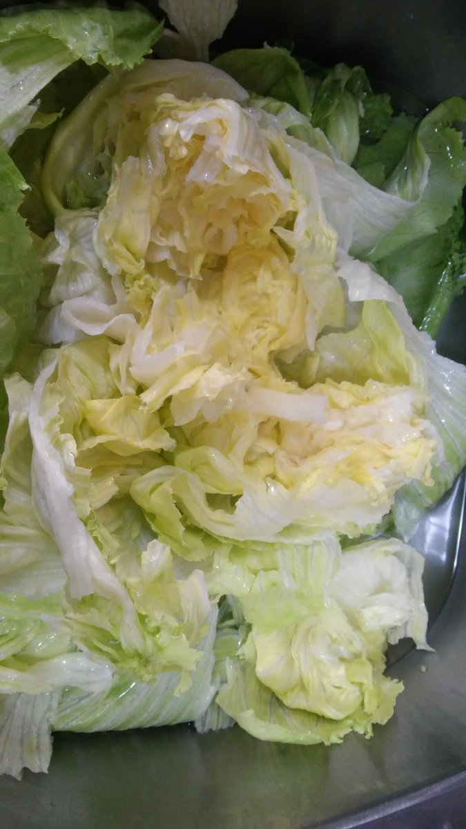 Sebastian_CL's tweet image. #biopci to a #lettuce #murder