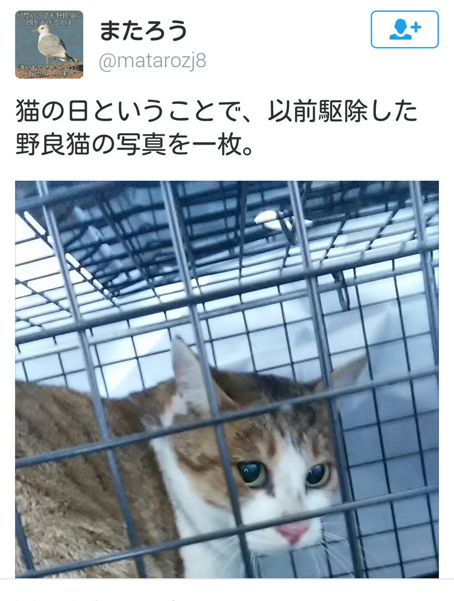 Stop Vivisection على تويتر Odawaraneko 野良猫 地域猫 無差別に捕獲しまくってる男がいます 毒殺も企む凶悪アカウントです ご注意下さい Https T Co Gdu3o5p1rl