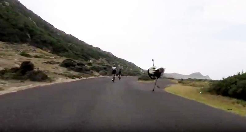 Avestruz persigue a ciclistas y mira lo que paso después... goo.gl/Ry5AbQ