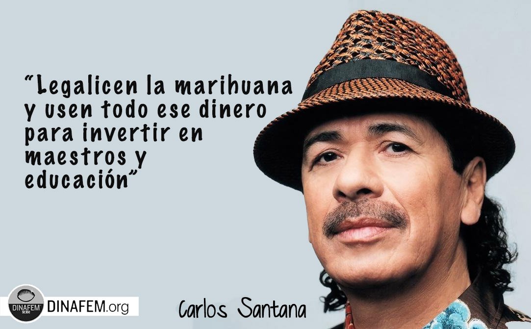 Dinafem Seeds tweet media