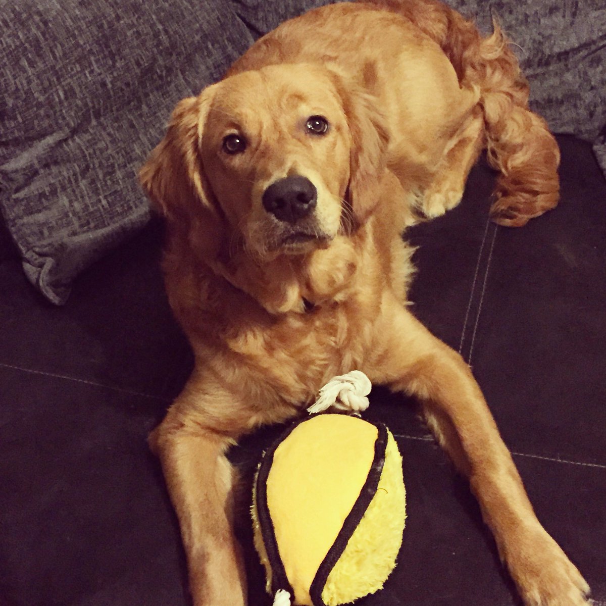 Emmafish85's tweet photo. Jaxson with his rugby ball #c4crufts https://t.co/UZSZeDGPGJ