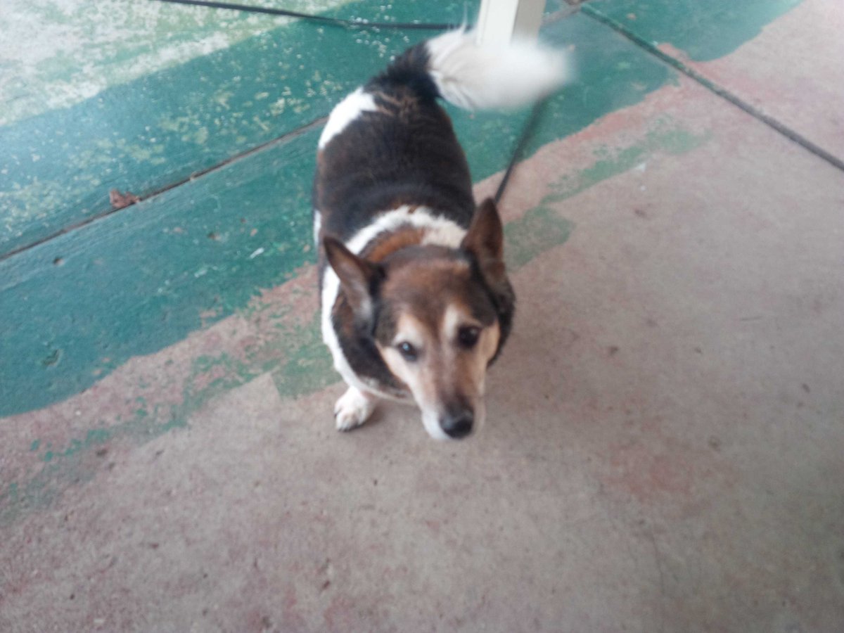 KathrynFedy's tweet photo. Anyone missing this dog? Found in Breithaupt Park. https://t.co/WmhcqIiOR3
