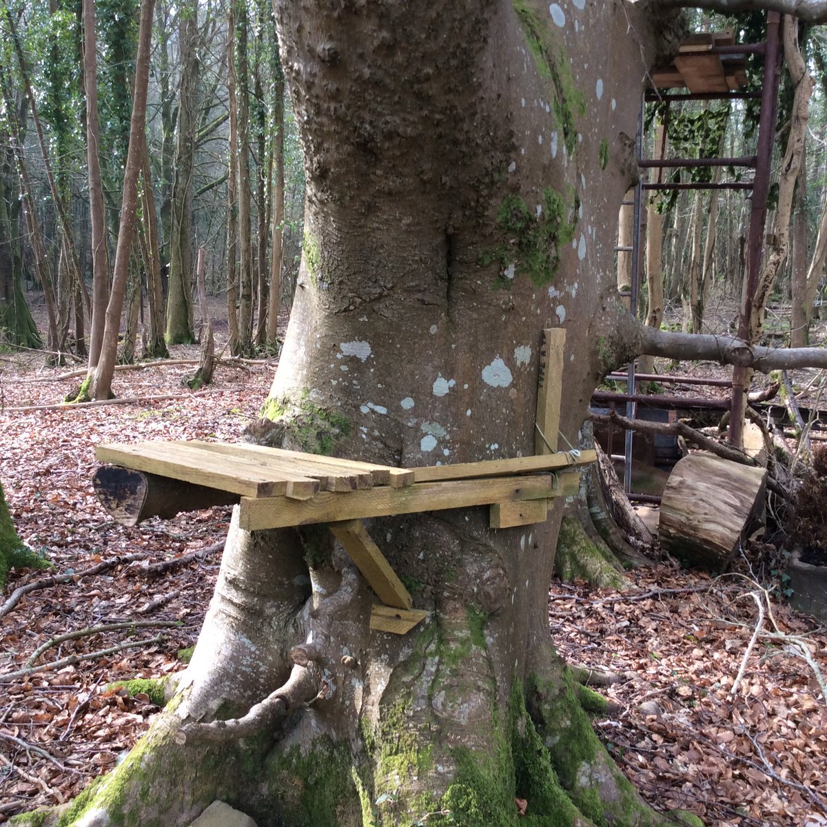 We went to Haldon Forest  @ForestryCommEng  for our walk today. Saw some unforesty thangs #excitingadventure 🌲🍄