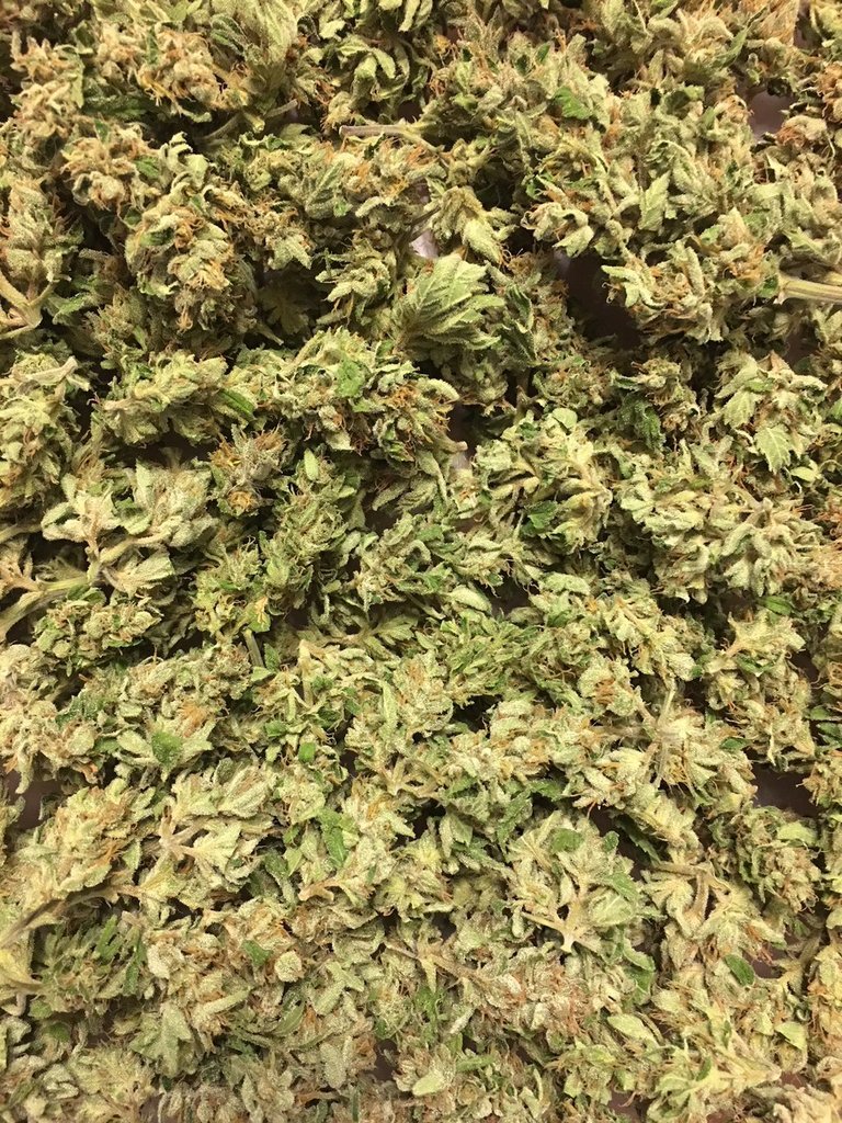 TheCityRecords's tweet photo. #FREEGAS #LORDOFTHESKY RT JoeyHerrera87: #supermanog #organic #medicinal HIGH_TIMES_Mag https://t.co/eshJtg3grP https://t.co/eZIjQqRFir