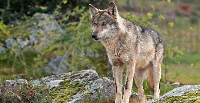 publico_es's tweet photo. El lobo ibérico, "una joya de nuestra fauna salvaje" https://t.co/h68aTDVMuv Por @jenntejada92 https://t.co/Cimwa0TJG5