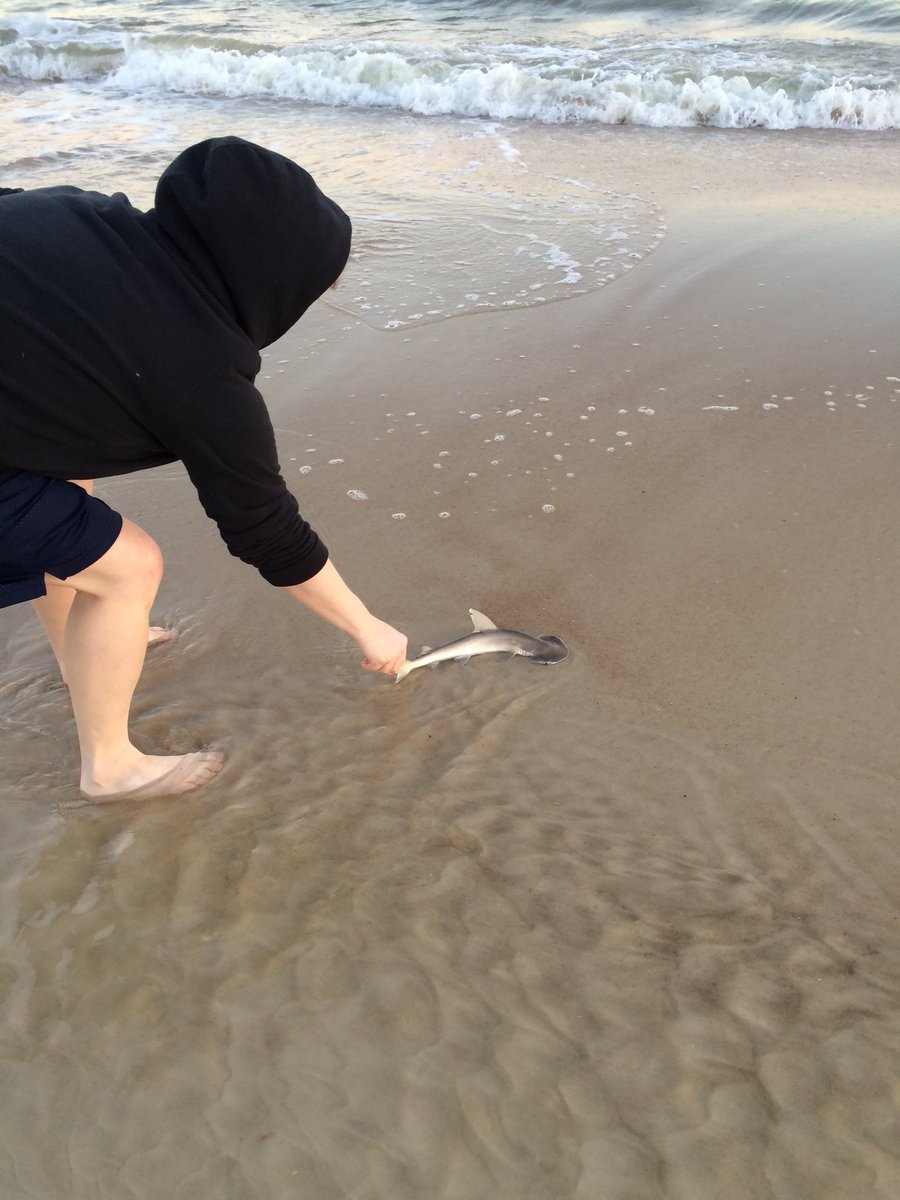 PowerHollie's tweet photo. I saved a baby hammer head! Big wave carried him in and I carried him out! #sharkmaster https://t.co/KAD2uerilP